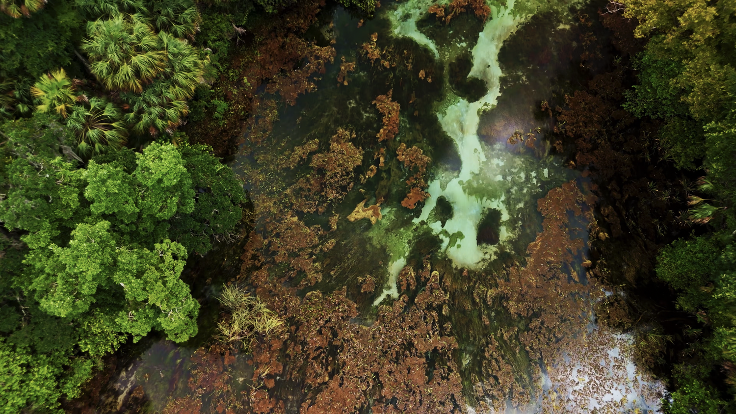 Aerial cinematography over a spring and forest for the Ketamine Therapy Guided Films.