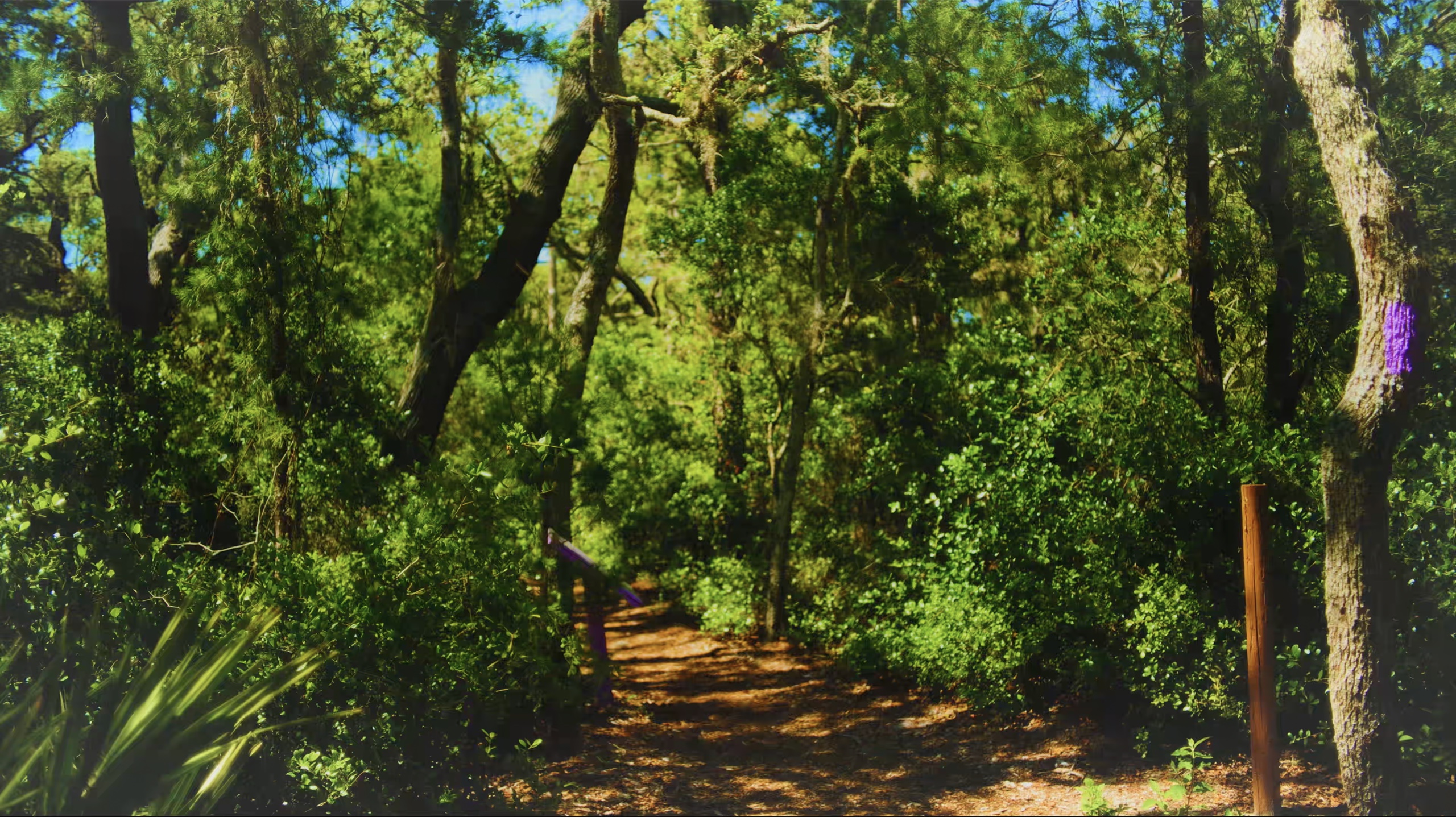 Sunlight falling across a path through a dense green forest.